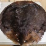 Tanned Beaver Pelt