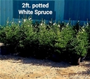 2' Potted White Spruce 