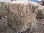 9 bales of Alfalfa /Grass Horse Hay 