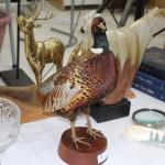 Ringneck Pheasant 