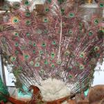 Peacock display 