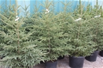 Potted Spruce Tree's 