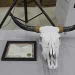 Longhorn European Mount with papers 